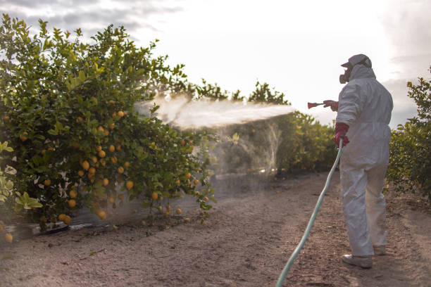 Best Wasp Removal Services  in Ridgefield, WA
