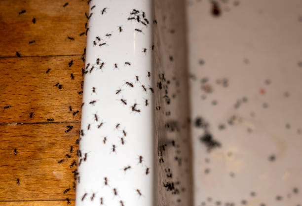 Best Pest Removal Services  in Ridgefield, WA